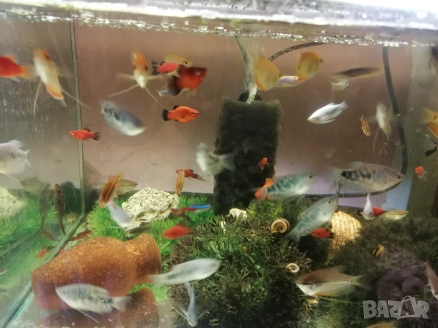 Продавам водни растения за аквариум, снимка 4 - Аквариуми - 52682599