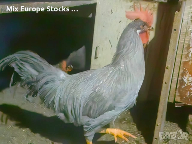 Оплодени 🥚🥚от легхорн лавандула , снимка 2 - други­ - 53694286