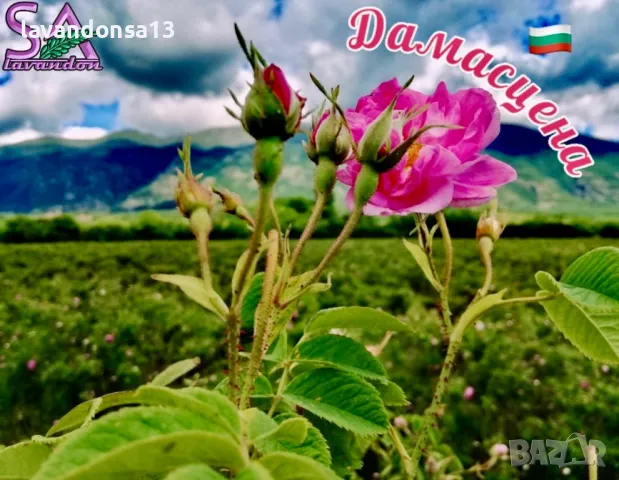 Разсад маслодайни рози, снимка 2 - Градински цветя и растения - 42641069