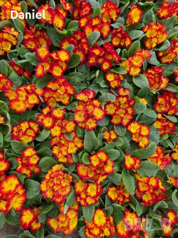 Иглика, снимка 16 - Градински цветя и растения - 53354409