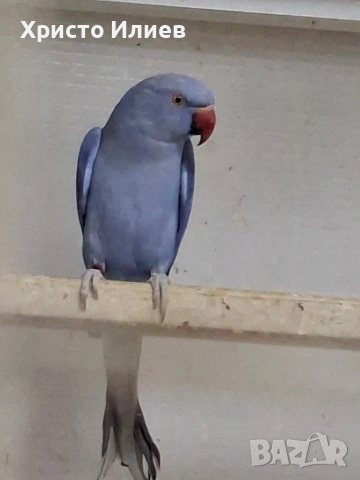 Парот център Бургас виолетови александри 