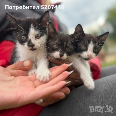 Котета ангорчета 