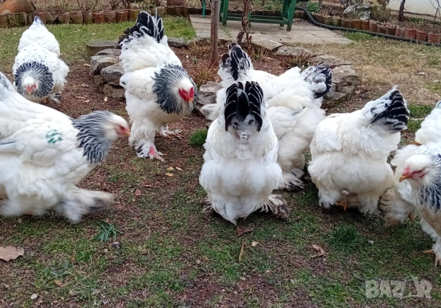 Яйца от колумбийска брама, снимка 3 - други­ - 53701995