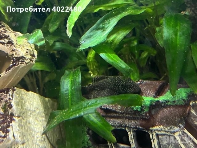 Анциструси, снимка 2 - Рибки - 44657433