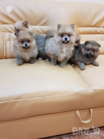 Померан померанчета Гр. София снимки от днес 05.12.2025г, снимка 11 - Померан - 52665938