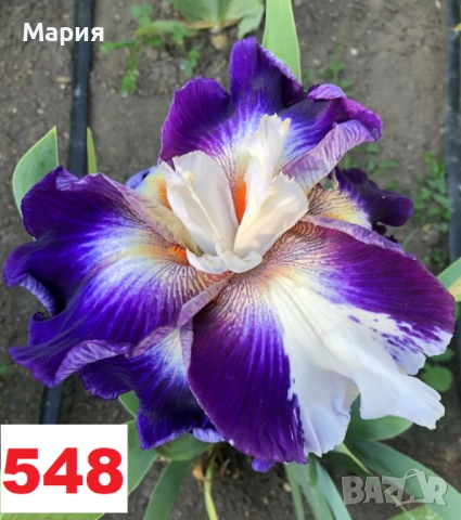 Сортови вискоки ириси /брадати ириси, снимка 5 - Градински цветя и растения - 51459398