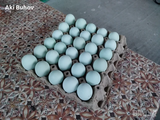 Сини яйца от бял Легбар 