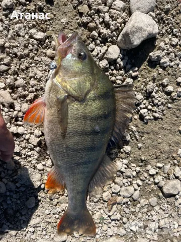 Силиконови примамки Blood Minnow, снимка 10 - Такъми - 40511915