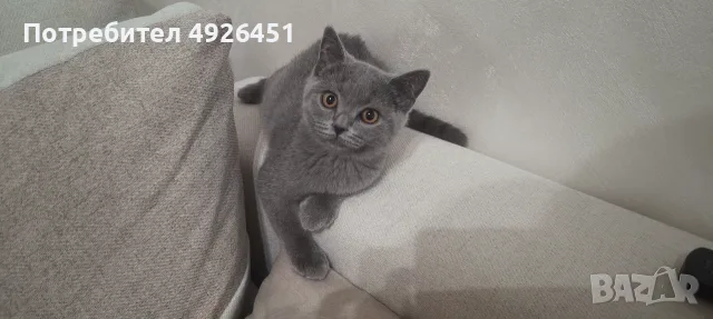 Британски котки