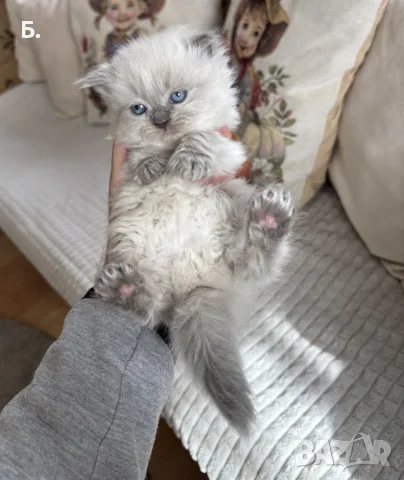 Мъжки котарак за Разплод, снимка 10 - Други - 55964066