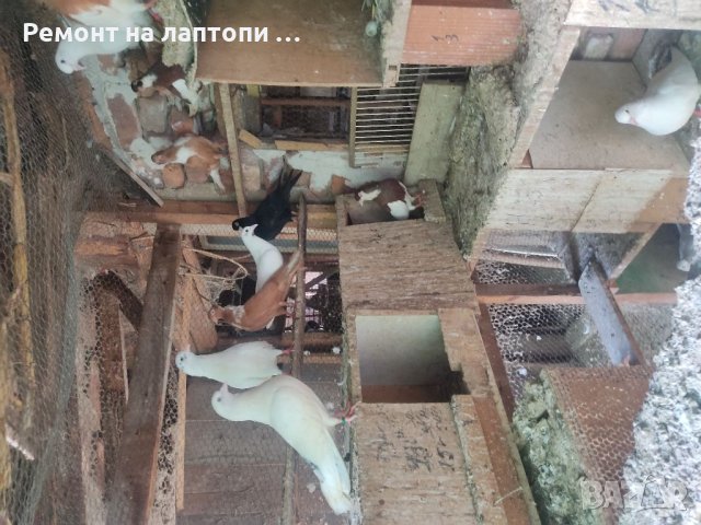 Гълъби, снимка 1