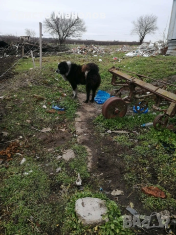 Каракачанско овчарско куче, снимка 6 - Каракачанска овчарка - 53652411