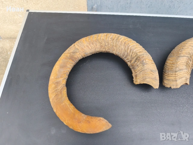 рога от овен, снимка 2 - Антикварни и старинни предмети - 53619727