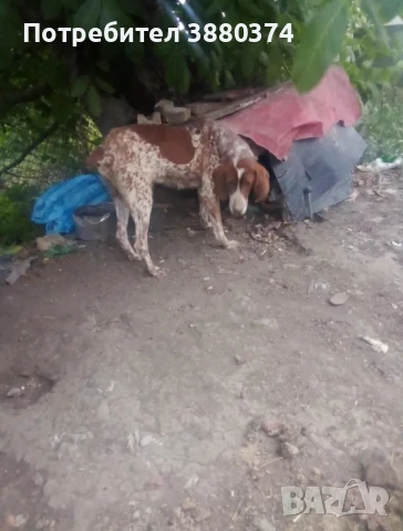  Продавам женско куче порода куцхард  , снимка 1