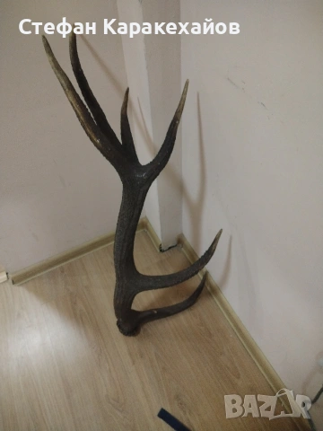 Рог от благороден елен , снимка 4 - Декорация за дома - 53820746