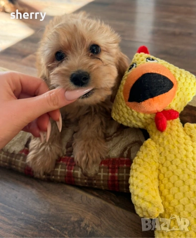 Американски кокерчета 