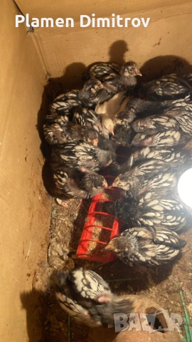 Виандот Сребърен оплодени яйца , снимка 5 - други­ - 53828757