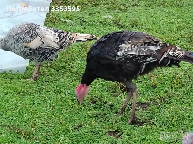 продавам пуйки и пуяци, снимка 5 - Кокошки и пуйки - 52914382