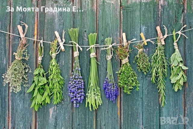 Билки и Подправки - Разсади