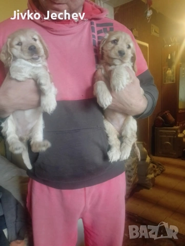 Кокер Шпаньол 