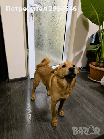 Продавам кученца Shiba Inu, снимка 4 - Шиба ину - 52849986