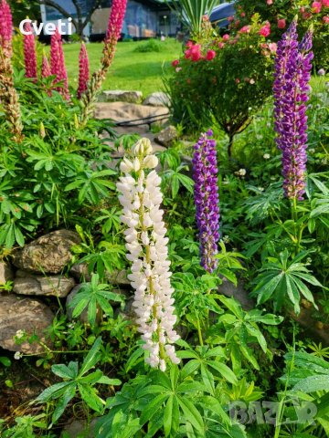 Семена и расад лупина, снимка 5 - Градински цветя и растения - 37768415