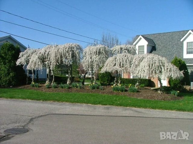 Плачеща японска вишна Snow fountain