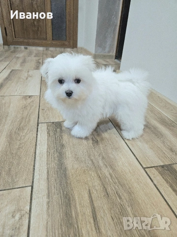 Малтийска болонка момче 