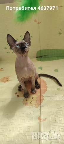 Канадски сфинкс женска, снимка 2 - Сфинксове - 53627144