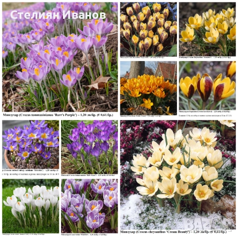 СОРТОВИ МИНЗУХАРИ – ЛУКОВИЦИ