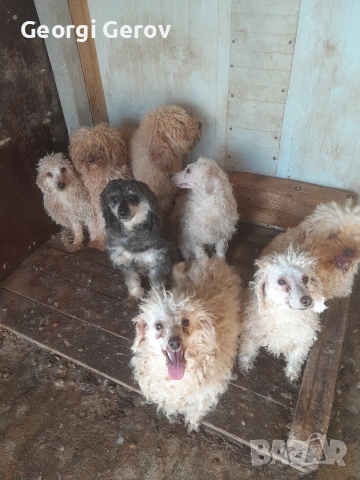 Продавам пудели, снимка 3 - Пудели - 52773681