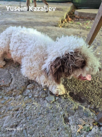 Продавам 3 кучета за трюфели, снимка 6 - Други - 53684557