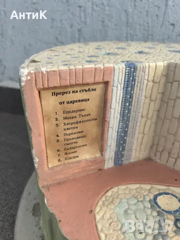 Соц Учебен Макет Модел Биология Учтехпром, снимка 6 - Антикварни и старинни предмети - 47947371