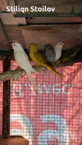 Малки александри , снимка 2 - Папагали - 46864713