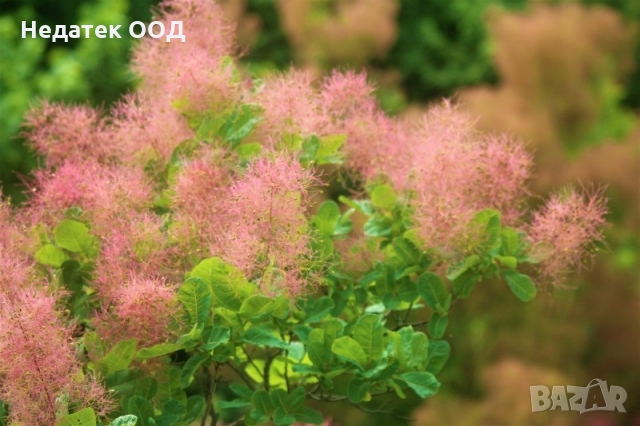 Био флорална вода Essences Bulgaria, Смрадлика, 140 мл, снимка 4 - Други - 36046748