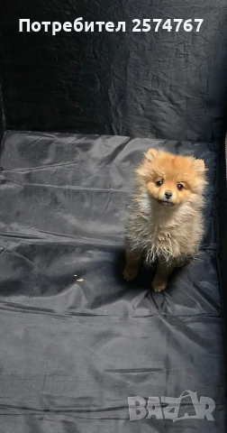 Померански шпиц , снимка 3 - Померан - 52679788