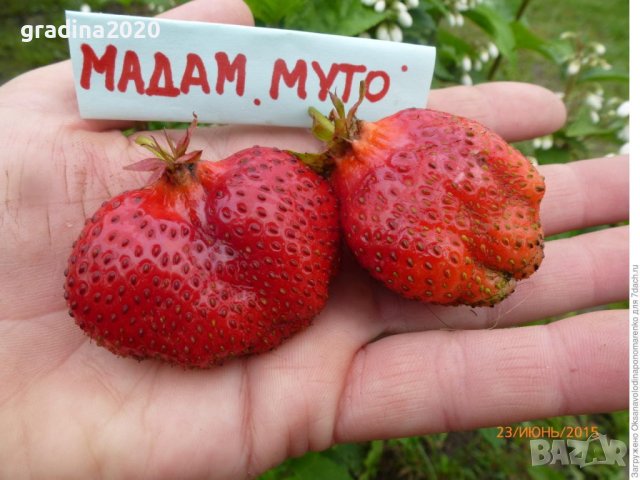 Ягода сорт " Мадам Муто ", снимка 6 - Разсади - 40612514