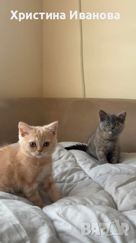Британски котета , снимка 4 - Британска късокосместа - 53736554
