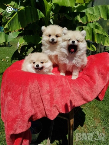 Померан померанчета Гр. София, снимка 1
