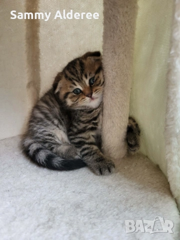 Британски, шотландски котета пухчета, снимка 4 - Британска късокосместа - 53852203