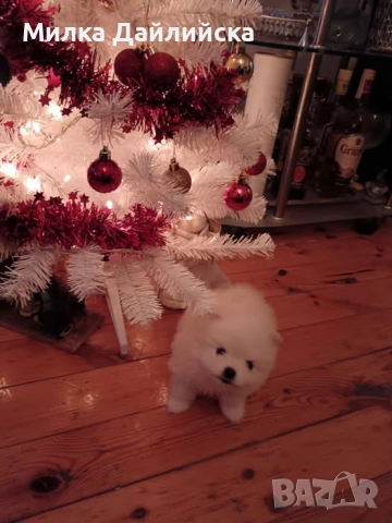 Продавам малко померанче, снимка 2 - Померан - 52865828