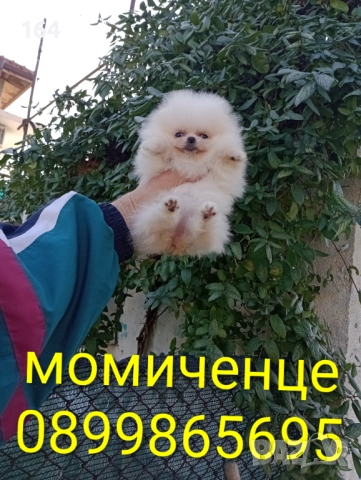 Мини момиченце. Померан. Реални снимки от 19.12.25 г, снимка 4 - Померан - 52809054