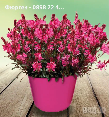Гаура (Gaura lindheimeri), снимка 5 - Разсади - 55968627