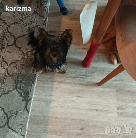 Йорки 🐕🐕🐶