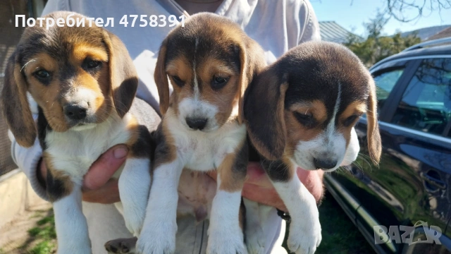 Бигъл Бигълчета , снимка 2 - Бигъл - 53751004