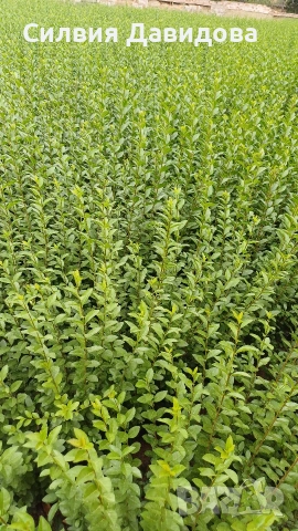 Лигуструм 0.30е гол корен за жив плет, снимка 8 - Градински цветя и растения - 53691559