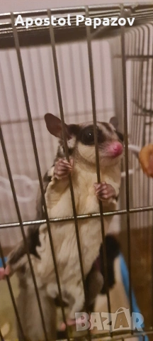 летяща катерица, снимка 4 - Други животни - 53630282