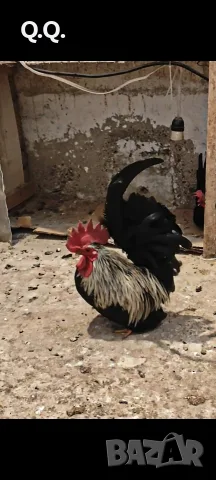 Продавам заменям