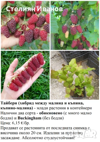 ПЛОДНИ ХРАСТИ В КОНТЕЙНЕРИ, снимка 11 - Градински цветя и растения - 53447504