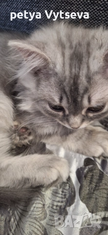 Продавам бриранско коте, снимка 3 - Британска късокосместа - 52836697